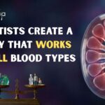 A New Study Shows Donor Kidneys can be Modified to Work for All Blood Types, Potentially Reducing Wait Times & Improving Transplant Fairness.