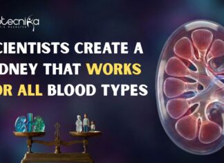 Scientists Create a Kidney That Works for All Blood Types A New Study Shows Donor Kidneys can be Modified to Work for All Blood Types, Potentially Reducing Wait Times & Improving Transplant Fairness.