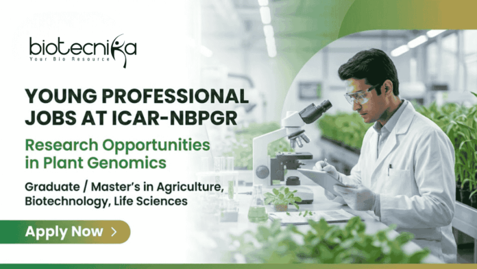 ICAR-NBPGR Young Professional jobs – Apply now for research opportunities in plant genomics and life sciences. Young Professional jobs at ICAR-NBPGR, research jobs in wheat genomics, plant breeding positions for life sciences graduates