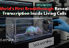 World’s First Breakthrough Reveals Transcription Inside Living Cells World-first mouse model showing glowing transcription activity inside living cells
