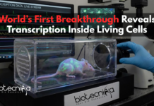 World’s First Breakthrough Reveals Transcription Inside Living Cells World-first mouse model showing glowing transcription activity inside living cells