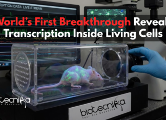 World’s First Breakthrough Reveals Transcription Inside Living Cells World-first mouse model showing glowing transcription activity inside living cells