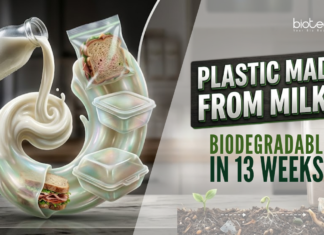 Plastic Made from Milk? Biodegradable Packaging That Disappears in 13 Weeks Scientists Develop Milk-Based Plastic that Breaks Down in Soil Within 13 weeks, Offering a Sustainable Solution for Biodegradable Packaging.