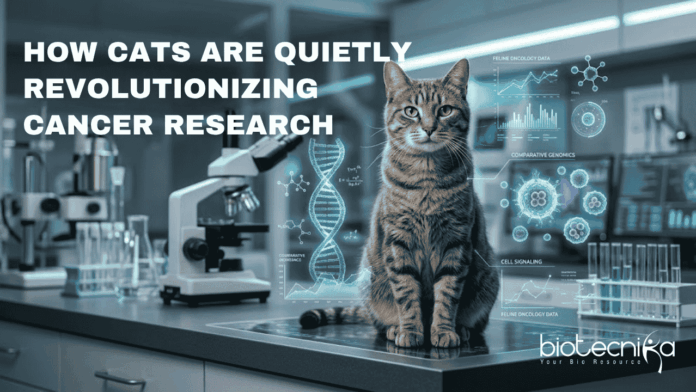 HOW CATS ARE QUIETLY REVOLUTIONIZING CANCER RESEARCH Scientists find that pet cats may play a crucial role in advancing cancer research for both animals and humans.