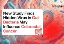 New Study Finds Hidden Virus in Gut Bacteria May Influence Colorectal Cancer Hidden Virus Found in Gut Bacteria May be Linked to Colorectal Cancer, Offering New Insights Into Microbiome Research and Early Detection.