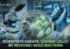 Scientists Create ‘Zombie Cells’ by Reviving Dead Bacteria | A Synthetic Biology Breakthrough Scientists achieve a Synthetic Biology Breakthrough by Creating “Zombie Cells” from Dead Bacteria, Opening New Possibilities.