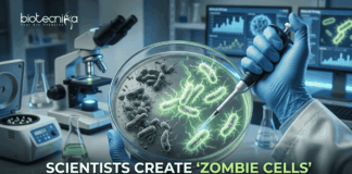Scientists Create ‘Zombie Cells’ by Reviving Dead Bacteria | A Synthetic Biology Breakthrough Scientists achieve a Synthetic Biology Breakthrough by Creating “Zombie Cells” from Dead Bacteria, Opening New Possibilities.