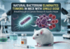Bacterium found in Nature Sparks the Cancer Research by Eliminating Tumors in Mice with Just a Single Dose Scientists Discover Bacteria from Frog Gut that Removes Tumors in Mice with a Single Dose, Offering a Hope for Cancer Research & Treatment.