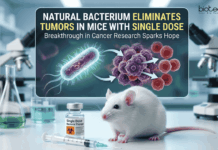 Scientists Discover Bacteria from Frog Gut that Removes Tumors in Mice with a Single Dose, Offering a Hope for Cancer Research & Treatment.