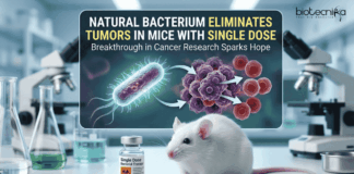 Bacterium found in Nature Sparks the Cancer Research by Eliminating Tumors in Mice with Just a Single Dose Scientists Discover Bacteria from Frog Gut that Removes Tumors in Mice with a Single Dose, Offering a Hope for Cancer Research & Treatment.