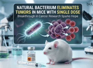 Bacterium found in Nature Sparks the Cancer Research by Eliminating Tumors in Mice with Just a Single Dose Scientists Discover Bacteria from Frog Gut that Removes Tumors in Mice with a Single Dose, Offering a Hope for Cancer Research & Treatment.