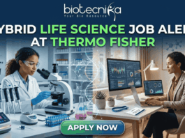 Hybrid Life Science Job Alert at Thermo Fisher. A professional split-screen featured image for a "Hybrid Life Science Job Alert at Thermo Fisher." The left side shows a female scientist in a white lab coat working in a high-tech laboratory with a centrifuge. The right side shows a professional woman working on a laptop at a modern desk, representing remote work. A glowing DNA double helix is centered between the two scenes. The Biotecnika logo is at the top, and a large "APPLY NOW" button is at the bottom center.