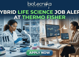 Hybrid Life Science Job Alert! Thermo Fisher Hiring in Bangalore Hybrid Life Science Job Alert at Thermo Fisher. A professional split-screen featured image for a "Hybrid Life Science Job Alert at Thermo Fisher." The left side shows a female scientist in a white lab coat working in a high-tech laboratory with a centrifuge. The right side shows a professional woman working on a laptop at a modern desk, representing remote work. A glowing DNA double helix is centered between the two scenes. The Biotecnika logo is at the top, and a large "APPLY NOW" button is at the bottom center.