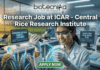 A high-quality, realistic featured image for a job posting. At the top center is the Biotecnika logo above the title text: "Research Job at ICAR - Central Rice Research Institute." The central focus is a female scientist in a white lab coat and safety glasses, smiling as she uses a pipette on a grain of rice that glows with a subtle blue light, symbolizing genetic innovation. The modern laboratory features digital monitors—one displaying "GENOME EDITING RESULT - SUCCESS"—and a large window in the background looking out over a vibrant rice paddy field during a golden sunset. At the bottom center, there is a prominent green "APPLY NOW" button.