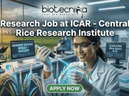 A high-quality, realistic featured image for a job posting. At the top center is the Biotecnika logo above the title text: "Research Job at ICAR - Central Rice Research Institute." The central focus is a female scientist in a white lab coat and safety glasses, smiling as she uses a pipette on a grain of rice that glows with a subtle blue light, symbolizing genetic innovation. The modern laboratory features digital monitors—one displaying "GENOME EDITING RESULT - SUCCESS"—and a large window in the background looking out over a vibrant rice paddy field during a golden sunset. At the bottom center, there is a prominent green "APPLY NOW" button.
