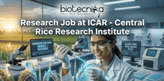 Research Job at ICAR – Central Rice Research Institute | Earn Upto ₹42,000 Salary! A high-quality, realistic featured image for a job posting. At the top center is the Biotecnika logo above the title text: "Research Job at ICAR - Central Rice Research Institute." The central focus is a female scientist in a white lab coat and safety glasses, smiling as she uses a pipette on a grain of rice that glows with a subtle blue light, symbolizing genetic innovation. The modern laboratory features digital monitors—one displaying "GENOME EDITING RESULT - SUCCESS"—and a large window in the background looking out over a vibrant rice paddy field during a golden sunset. At the bottom center, there is a prominent green "APPLY NOW" button.