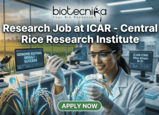 A high-quality, realistic featured image for a job posting. At the top center is the Biotecnika logo above the title text: "Research Job at ICAR - Central Rice Research Institute." The central focus is a female scientist in a white lab coat and safety glasses, smiling as she uses a pipette on a grain of rice that glows with a subtle blue light, symbolizing genetic innovation. The modern laboratory features digital monitors—one displaying "GENOME EDITING RESULT - SUCCESS"—and a large window in the background looking out over a vibrant rice paddy field during a golden sunset. At the bottom center, there is a prominent green "APPLY NOW" button.