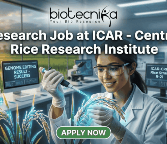 A high-quality, realistic featured image for a job posting. At the top center is the Biotecnika logo above the title text: "Research Job at ICAR - Central Rice Research Institute." The central focus is a female scientist in a white lab coat and safety glasses, smiling as she uses a pipette on a grain of rice that glows with a subtle blue light, symbolizing genetic innovation. The modern laboratory features digital monitors—one displaying "GENOME EDITING RESULT - SUCCESS"—and a large window in the background looking out over a vibrant rice paddy field during a golden sunset. At the bottom center, there is a prominent green "APPLY NOW" button.
