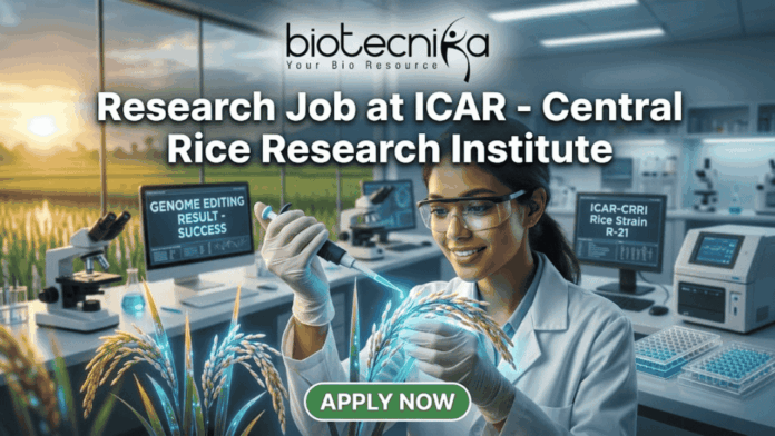 Research Job Alert 2026 SRF Vacancy at ICAR - Central Rice Research Institute with ₹42,000 Salary! A high-quality, realistic featured image for a job posting. At the top center is the Biotecnika logo above the title text: "Research Job at ICAR - Central Rice Research Institute." The central focus is a female scientist in a white lab coat and safety glasses, smiling as she uses a pipette on a grain of rice that glows with a subtle blue light, symbolizing genetic innovation. The modern laboratory features digital monitors—one displaying "GENOME EDITING RESULT - SUCCESS"—and a large window in the background looking out over a vibrant rice paddy field during a golden sunset. At the bottom center, there is a prominent green "APPLY NOW" button.