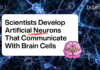 Scientists Develop Artificial Neurons That Communicate With Brain Cells Scientists Create Artificial Neurons that Interact with Real Brain Cells, Opening Doors for Better Brain Implants and Future AI systems.
