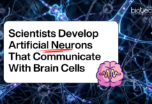 Scientists Create Artificial Neurons that Interact with Real Brain Cells, Opening Doors for Better Brain Implants and Future AI systems.