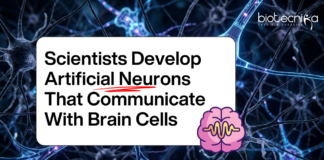 Scientists Create Artificial Neurons that Interact with Real Brain Cells, Opening Doors for Better Brain Implants and Future AI systems.