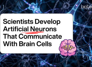 Scientists Develop Artificial Neurons That Communicate With Brain Cells Scientists Create Artificial Neurons that Interact with Real Brain Cells, Opening Doors for Better Brain Implants and Future AI systems.