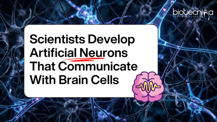 Scientists Develop Artificial Neurons That Communicate With Brain Cells (1) Scientists Create Artificial Neurons that Interact with Real Brain Cells, Opening Doors for Better Brain Implants and Future AI systems.