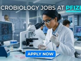 Microbiology Jobs at Pfizer | Candidates Apply Now