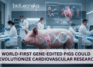 World-First Gene-Edited Pigs Could Revolutionize Cardiovascular Research Scientists develop first LXRα gene-edited pigs, advancing cardiovascular research and enabling better study of heart disease and therapies.