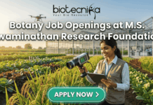 Botany Job Openings at M.S. Swaminathan Research Foundation (MSSRF) in Kerala Botany Job Openings at M.S. Swaminathan Research Foundation (MSSRF) in Kerala Apply Now. A featured job banner image with the bold text "Botany Job Openings at M.S. Swaminathan Research Foundation" at the center and a prominent green "APPLY NOW >" button below it. The image is a photo-realistic scene of a woman researcher in a sunlit agricultural field, holding a hand-held analytical device and a tablet, looking at the tablet with a smile. Behind her are lush crop rows (like rice paddy), a large modern greenhouse, and a drone in the air, all bathed in warm golden hour light. The Biotecnika logo is at the very top.