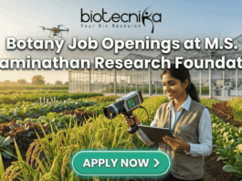 Botany Job Openings at M.S. Swaminathan Research Foundation (MSSRF) in Kerala Apply Now. A featured job banner image with the bold text "Botany Job Openings at M.S. Swaminathan Research Foundation" at the center and a prominent green "APPLY NOW >" button below it. The image is a photo-realistic scene of a woman researcher in a sunlit agricultural field, holding a hand-held analytical device and a tablet, looking at the tablet with a smile. Behind her are lush crop rows (like rice paddy), a large modern greenhouse, and a drone in the air, all bathed in warm golden hour light. The Biotecnika logo is at the very top.