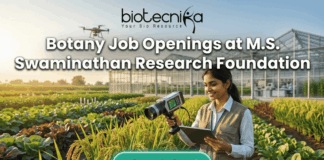 Botany Job Openings at M.S. Swaminathan Research Foundation (MSSRF) in Kerala Botany Job Openings at M.S. Swaminathan Research Foundation (MSSRF) in Kerala Apply Now. A featured job banner image with the bold text "Botany Job Openings at M.S. Swaminathan Research Foundation" at the center and a prominent green "APPLY NOW >" button below it. The image is a photo-realistic scene of a woman researcher in a sunlit agricultural field, holding a hand-held analytical device and a tablet, looking at the tablet with a smile. Behind her are lush crop rows (like rice paddy), a large modern greenhouse, and a drone in the air, all bathed in warm golden hour light. The Biotecnika logo is at the very top.