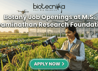 Botany Job Openings at M.S. Swaminathan Research Foundation (MSSRF) in Kerala Botany Job Openings at M.S. Swaminathan Research Foundation (MSSRF) in Kerala Apply Now. A featured job banner image with the bold text "Botany Job Openings at M.S. Swaminathan Research Foundation" at the center and a prominent green "APPLY NOW >" button below it. The image is a photo-realistic scene of a woman researcher in a sunlit agricultural field, holding a hand-held analytical device and a tablet, looking at the tablet with a smile. Behind her are lush crop rows (like rice paddy), a large modern greenhouse, and a drone in the air, all bathed in warm golden hour light. The Biotecnika logo is at the very top.