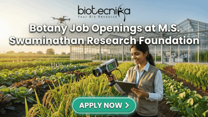 Botany Job Openings at M.S. Swaminathan Research Foundation (MSSRF) in Kerala Apply Now Botany Job Openings at M.S. Swaminathan Research Foundation (MSSRF) in Kerala Apply Now. A featured job banner image with the bold text "Botany Job Openings at M.S. Swaminathan Research Foundation" at the center and a prominent green "APPLY NOW >" button below it. The image is a photo-realistic scene of a woman researcher in a sunlit agricultural field, holding a hand-held analytical device and a tablet, looking at the tablet with a smile. Behind her are lush crop rows (like rice paddy), a large modern greenhouse, and a drone in the air, all bathed in warm golden hour light. The Biotecnika logo is at the very top.