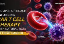 A Simple Approach Enhancing CAR T Cell Therapy with Natural RBCs to Treat Cancer Scientists Discover a Simple Method using Red Blood Cells to Improve CAR T Cell Therapy, Offering Effective Cancer Treatment Possibilities.