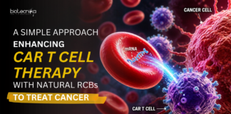 Scientists Discover a Simple Method using Red Blood Cells to Improve CAR T Cell Therapy, Offering Effective Cancer Treatment Possibilities.