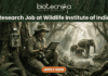 A job advertisement banner from biotecnika, featuring the text "biotecnika Your Bio Resource" and a large header "Research Job at Wildlife Institute of India." The main visual is a female researcher in a field outfit, sitting between large jungle trees and looking at a tablet. A camera trap is mounted on a tree next to her, and a family of elephants is seen in the background near a stream. An 'APPLY NOW' button is at the bottom.