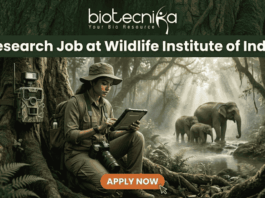 A job advertisement banner from biotecnika, featuring the text "biotecnika Your Bio Resource" and a large header "Research Job at Wildlife Institute of India." The main visual is a female researcher in a field outfit, sitting between large jungle trees and looking at a tablet. A camera trap is mounted on a tree next to her, and a family of elephants is seen in the background near a stream. An 'APPLY NOW' button is at the bottom.