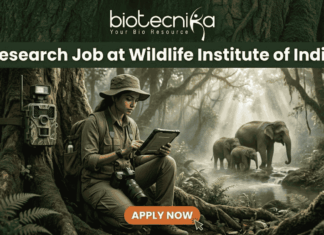 A job advertisement banner from biotecnika, featuring the text "biotecnika Your Bio Resource" and a large header "Research Job at Wildlife Institute of India." The main visual is a female researcher in a field outfit, sitting between large jungle trees and looking at a tablet. A camera trap is mounted on a tree next to her, and a family of elephants is seen in the background near a stream. An 'APPLY NOW' button is at the bottom.