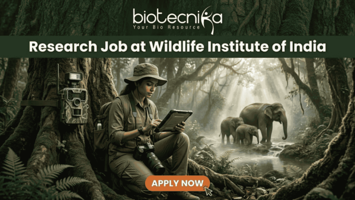 A job advertisement banner from biotecnika, featuring the text "biotecnika Your Bio Resource" and a large header "Research Job at Wildlife Institute of India." The main visual is a female researcher in a field outfit, sitting between large jungle trees and looking at a tablet. A camera trap is mounted on a tree next to her, and a family of elephants is seen in the background near a stream. An 'APPLY NOW' button is at the bottom.