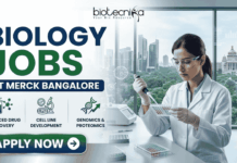 Biology Jobs at Merck in Bangalore | Apply Before It’s Gone Biology Jobs at Merck in Bangalore | Apply Before It's Gone. A Biotecnika recruitment banner advertising 'Biology Jobs' at 'Merck Bangalore.' On the right, a detailed photograph of a female scientist in a lab coat, safety glasses, and gloves meticulousy pipetting into a multi-well plate in a modern laboratory. The window behind her reveals a modern cityscape (Bangalore). The main text 'BIOLOGY JOBS' is stacked in large green and blue fonts, with 'AT MERCK BANGALORE' in a blue bar below it. Below the text, three circular icons with descriptive text list focus areas: 'ADVANCED DRUG DISCOVERY,' 'CELL LINE DEVELOPMENT,' and 'GENOMICS & PROTEOMICS.' The Biotecnika logo is in the top corner, and a prominent green 'APPLY NOW' button with a right arrow is at the bottom-left.