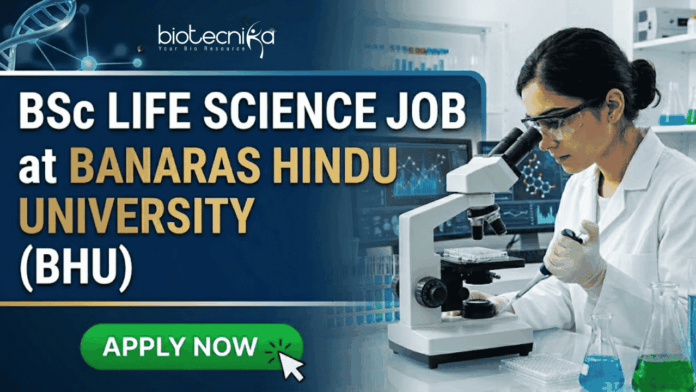 BSc Life Science Job at Banaras Hindu University | Apply Now BSc Life Science Job at Banaras Hindu University | Apply Now. A professional featured image for a "BSc LIFE SCIENCE JOB at BANARAS HINDU UNIVERSITY (BHU)." The image depicts a female scientist in a white lab coat and safety goggles using a microscope and pipette in a modern laboratory. The Biotecnika logo is at the top center, and a bright green "APPLY NOW" button with a cursor icon is at the bottom left. The background features scientific data on monitors, laboratory glassware with colorful liquids, and a DNA helix graphic.