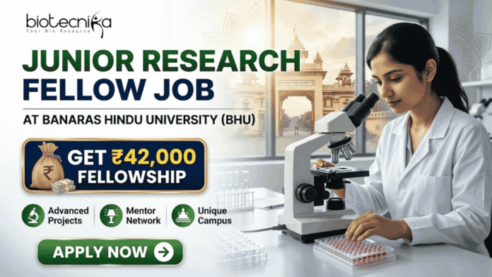 Junior Research Fellow Job at Banaras Hindu University Get ₹42,000 Fellowship Junior Research Fellow Job at Banaras Hindu University Get ₹42,000 Fellowship. A corporate-style recruitment banner with a clean, attractive layout. At the top-left is the Biotecnika logo. The main text on the left reads 'JUNIOR RESEARCH FELLOW JOB' in large, bold dark green and blue text, with 'AT BANARAS HINDU UNIVERSITY (BHU)' below it. A prominent gold-framed graphic features a money bag with a rupee symbol and a stack of rupee bills, with large gold text above reading 'GET ₹42,000' and blue text below: 'FELLOWSHIP'. To the right, a young female researcher in a lab coat and safety glasses is seated at a lab bench, intently looking through a microscope at a multi-well plate. Below the main text on the left, three circular green icons describe benefits: a microscope for 'Advanced Projects', two figures with a mortarboard for 'Mentor Network', and a rising star-arrow for 'Unique Campus'. A large, rounded green 'APPLY NOW' button with a white right-pointing arrow is centered at the bottom. The overall design is corporate, realistic, and highly attractive.