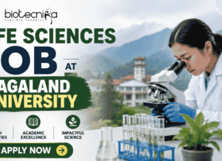 Life Sciences Job at Nagaland University Project Assistant. Featured banner for “Life Sciences Job at Nagaland University” showing the Biotecnika logo at the top, a scientist using a microscope in a modern laboratory, a scenic university campus and mountain backdrop, and a bold “Apply Now” button at the bottom.