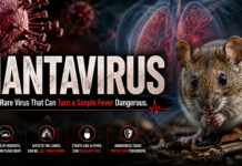 Hantavirus: The Rare Virus That Can Turn a Simple Fever Dangerous Hantavirus The Rare Virus That Can Turn a Simple Fever Dangerous. Dramatic medical awareness poster about hantavirus, featuring a close-up of a rodent on the right and a stylized red virus illustration on the left. In the background, semi-transparent human lungs are shown, emphasizing respiratory impact. Large bold title reads “HANTAVIRUS,” with a subtitle stating “The Rare Virus That Can Turn a Simple Fever Dangerous.” The design uses dark tones with red highlights to convey urgency and health risk, along with small icons and warning-style information at the bottom about rodent transmission and potential severe lung effects.