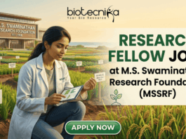 Research Fellow Job MSSRF | Botany Jobs India 2026. A job advertisement for 'RESEARCH FELLOW JOBS' at M.S. Swaminathan Research Foundation (MSSRF), in collaboration with biotecnika. The biotecnika logo is at the top. The image features a young woman scientist in a lab coat (with an MSSRF patch) kneeling in an experimental agricultural field (paddy field) and using a tablet that displays data graphs. The modern MSSRF facility, with its sign clearly visible, is in the background. The text 'RESEARCH FELLOW JOBS' is large and prominent. Small leaf and DNA icons are included. At the bottom, a green button reads 'APPLY NOW'.