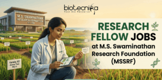 Research Fellow Jobs 2026 at MSSRF | Botany Graduates Apply Now! Research Fellow Job MSSRF | Botany Jobs India 2026. A job advertisement for 'RESEARCH FELLOW JOBS' at M.S. Swaminathan Research Foundation (MSSRF), in collaboration with biotecnika. The biotecnika logo is at the top. The image features a young woman scientist in a lab coat (with an MSSRF patch) kneeling in an experimental agricultural field (paddy field) and using a tablet that displays data graphs. The modern MSSRF facility, with its sign clearly visible, is in the background. The text 'RESEARCH FELLOW JOBS' is large and prominent. Small leaf and DNA icons are included. At the bottom, a green button reads 'APPLY NOW'.
