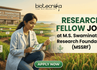 Research Fellow Jobs 2026 at MSSRF | Botany Graduates Apply Now! Research Fellow Job MSSRF | Botany Jobs India 2026. A job advertisement for 'RESEARCH FELLOW JOBS' at M.S. Swaminathan Research Foundation (MSSRF), in collaboration with biotecnika. The biotecnika logo is at the top. The image features a young woman scientist in a lab coat (with an MSSRF patch) kneeling in an experimental agricultural field (paddy field) and using a tablet that displays data graphs. The modern MSSRF facility, with its sign clearly visible, is in the background. The text 'RESEARCH FELLOW JOBS' is large and prominent. Small leaf and DNA icons are included. At the bottom, a green button reads 'APPLY NOW'.