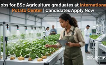 Research Assistant Jobs at International Potato Center | Agricultural Science Role | Apply Now Jobs for BSc Agriculture graduates at CIP | Candidates Apply Now